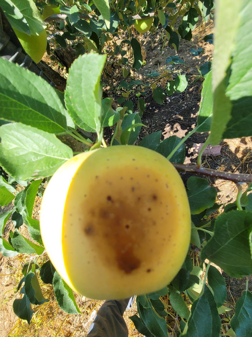 0709 안동시, 이상고온 대비 과수 관리 철저 당부 (1).jpg
